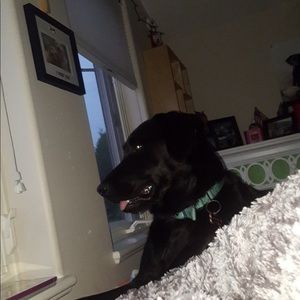 Meet your Posher, Grace